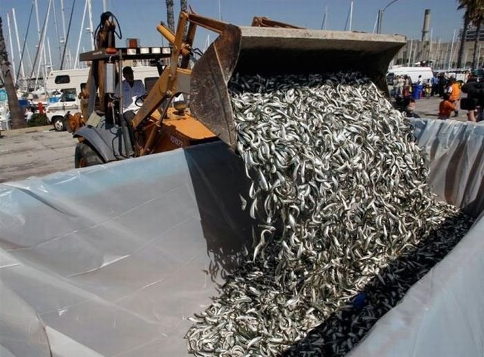 Millions of dead fish, King Harbor, Redondo Beach, California, United States