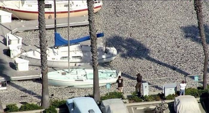 Millions of dead fish, King Harbor, Redondo Beach, California, United States