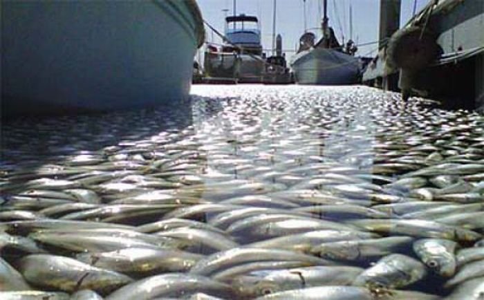 Millions of dead fish, King Harbor, Redondo Beach, California, United States