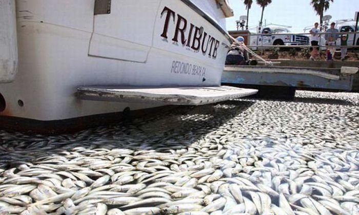 Millions of dead fish, King Harbor, Redondo Beach, California, United States