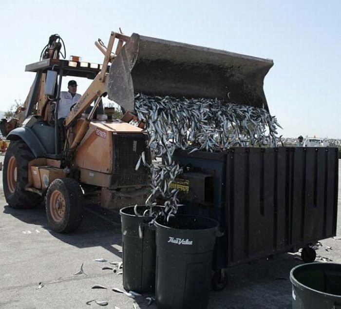 Millions of dead fish, King Harbor, Redondo Beach, California, United States