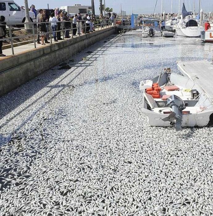 Millions of dead fish, King Harbor, Redondo Beach, California, United States