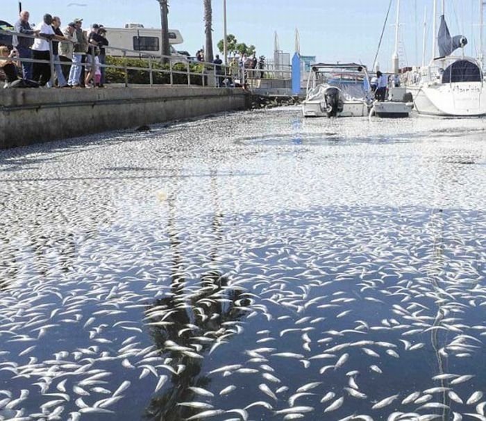 Millions of dead fish, King Harbor, Redondo Beach, California, United States