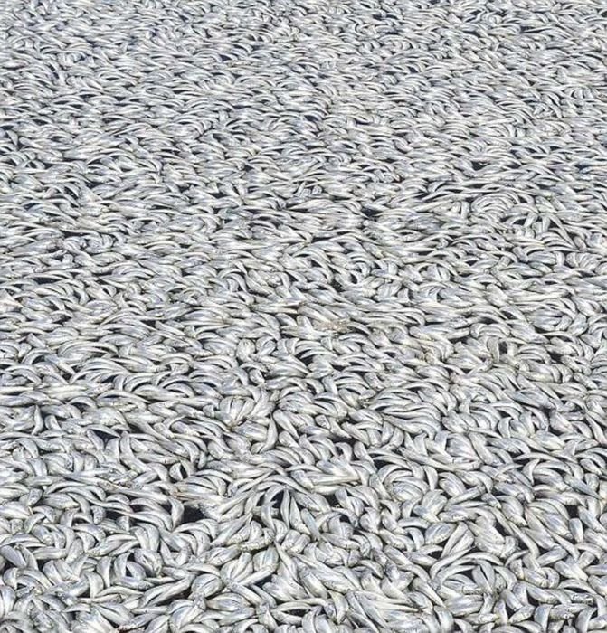 Millions of dead fish, King Harbor, Redondo Beach, California, United States