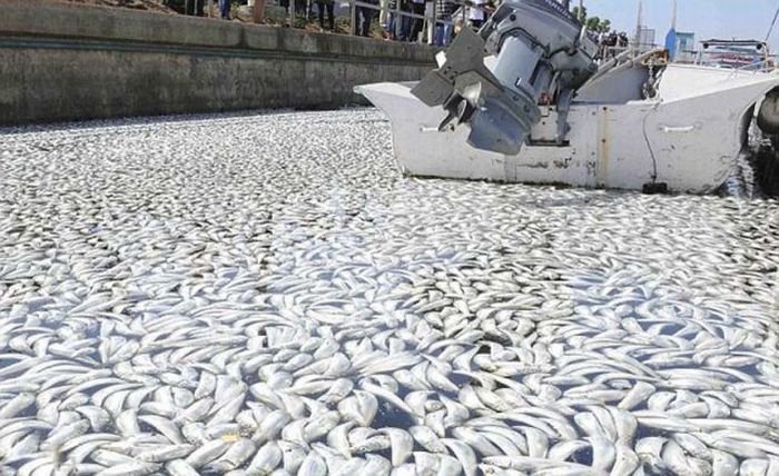 Millions of dead fish, King Harbor, Redondo Beach, California, United States