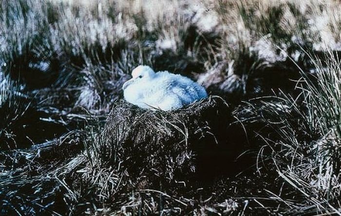 History: Antarctica in color by Frank Hurley, 1915