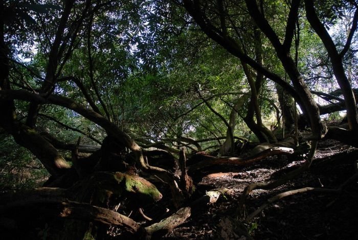 The Lost Gardens of Heligan, Mevagissey, United Kingdom