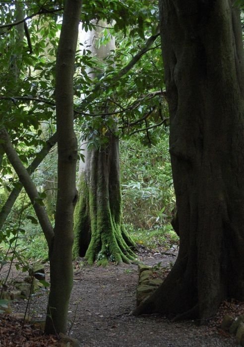 The Lost Gardens of Heligan, Mevagissey, United Kingdom