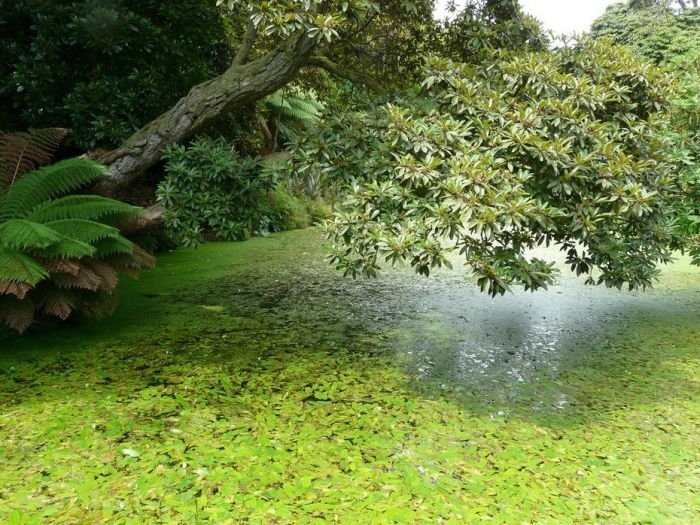 The Lost Gardens of Heligan, Mevagissey, United Kingdom