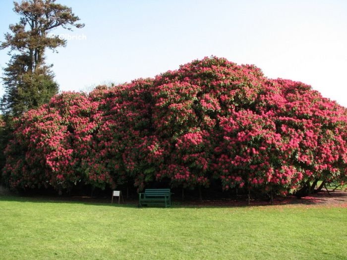 The Lost Gardens of Heligan, Mevagissey, United Kingdom