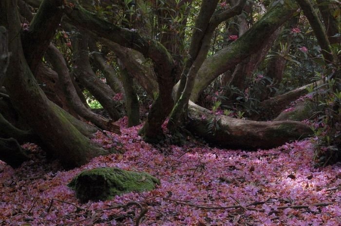 The Lost Gardens of Heligan, Mevagissey, United Kingdom