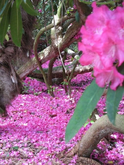 The Lost Gardens of Heligan, Mevagissey, United Kingdom