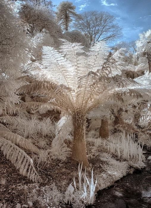 The Lost Gardens of Heligan, Mevagissey, United Kingdom