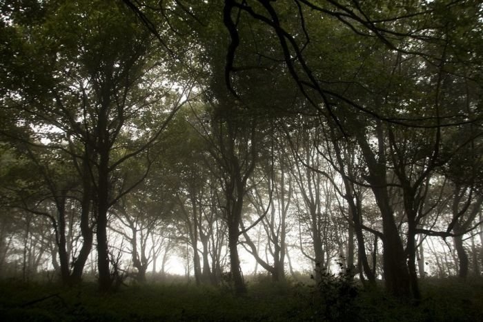 The Lost Gardens of Heligan, Mevagissey, United Kingdom