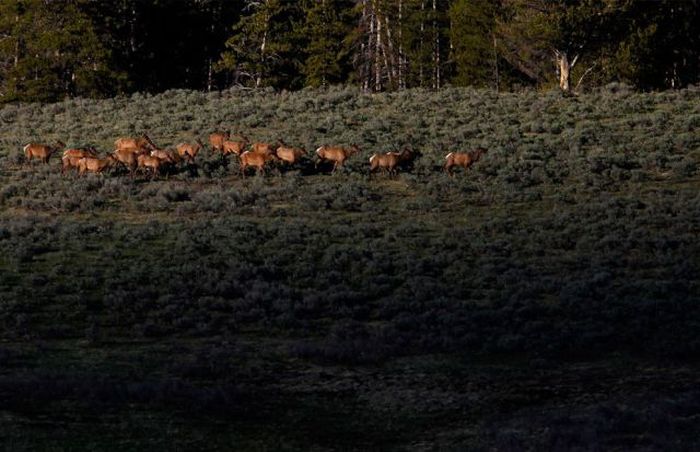 Yellowstone National Park, Wyoming, Idaho, Montana, United States