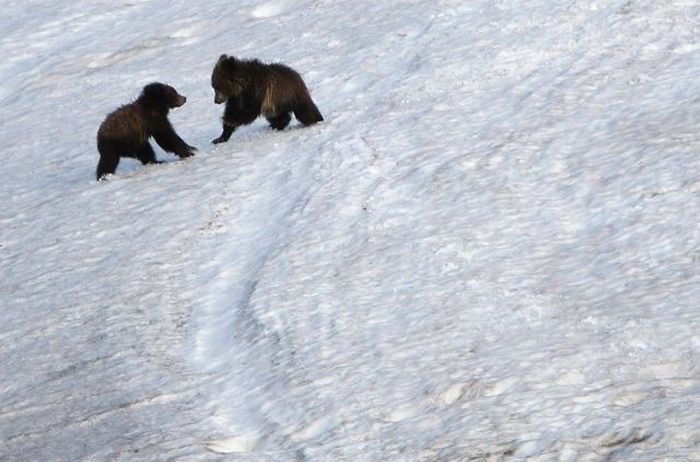 Yellowstone National Park, Wyoming, Idaho, Montana, United States