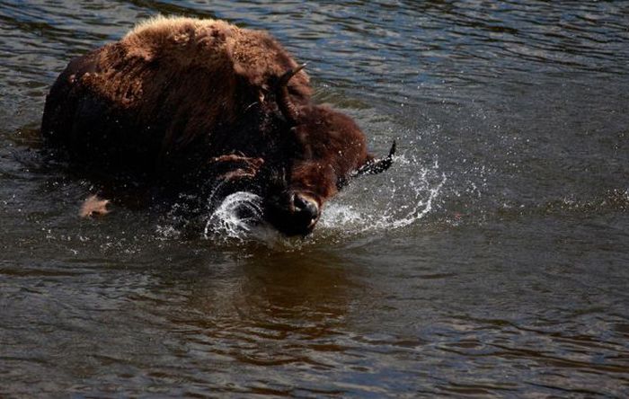 Yellowstone National Park, Wyoming, Idaho, Montana, United States