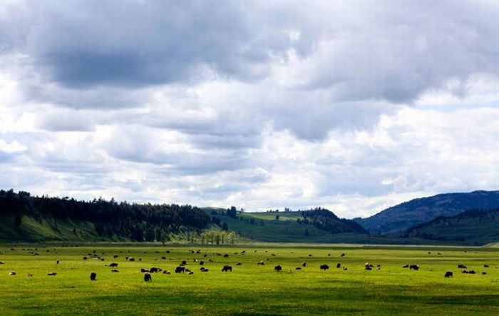 Yellowstone National Park, Wyoming, Idaho, Montana, United States