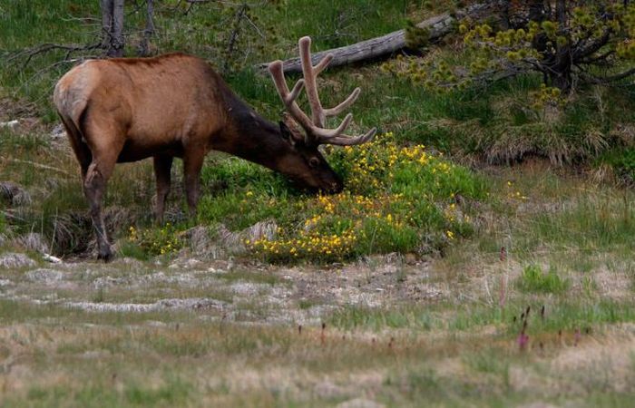 Yellowstone National Park, Wyoming, Idaho, Montana, United States