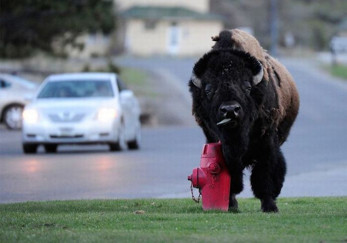 Yellowstone National Park, Wyoming, Idaho, Montana, United States