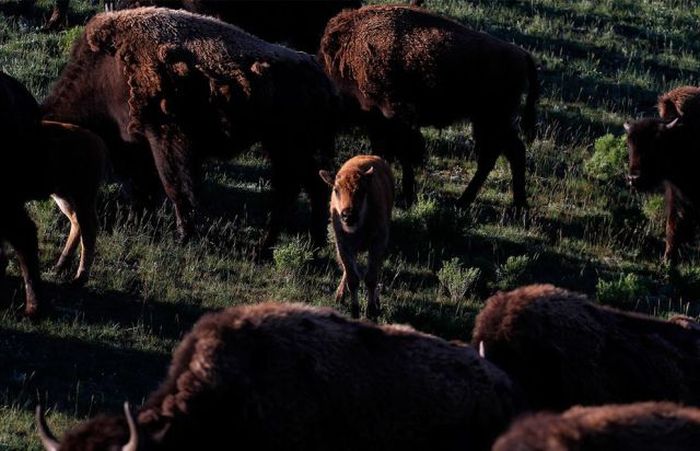 Yellowstone National Park, Wyoming, Idaho, Montana, United States