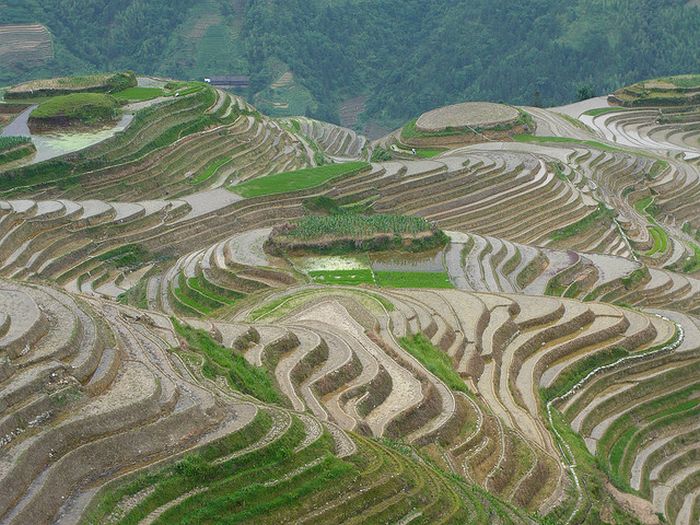 paddy fields, rice terraces