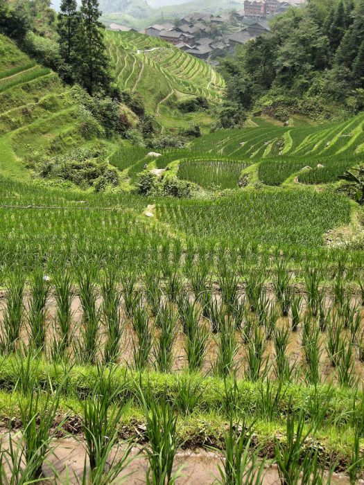 paddy fields, rice terraces