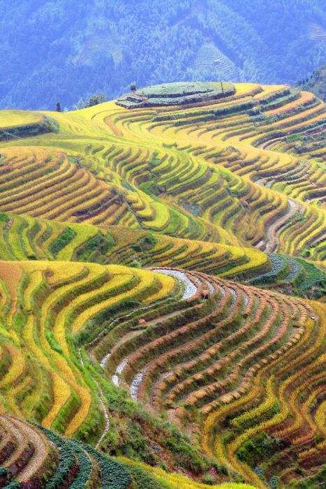 paddy fields, rice terraces