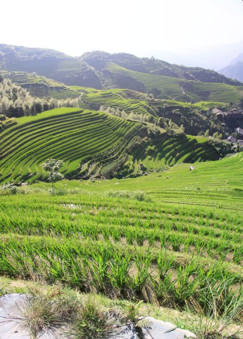 paddy fields, rice terraces