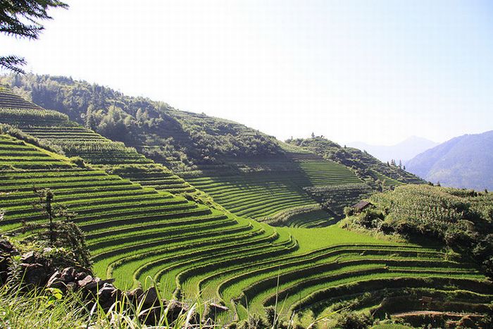 paddy fields, rice terraces