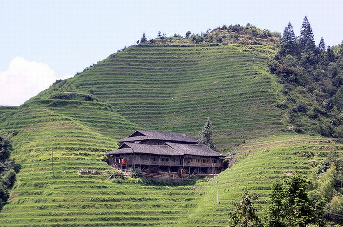 paddy fields, rice terraces