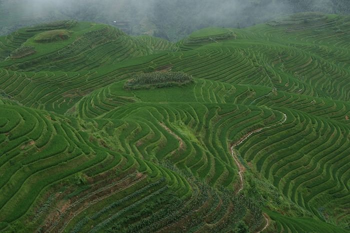 paddy fields, rice terraces