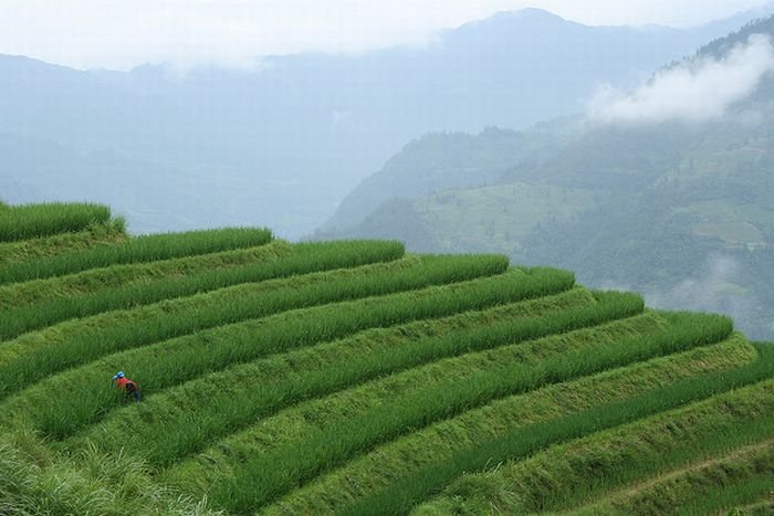 paddy fields, rice terraces