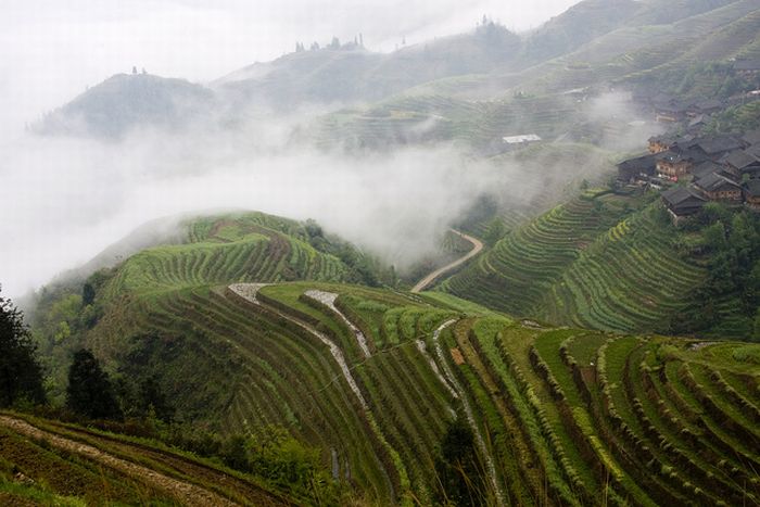 paddy fields, rice terraces