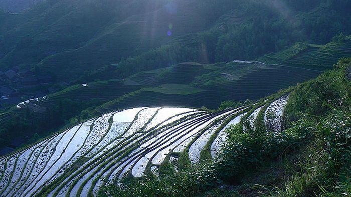 paddy fields, rice terraces