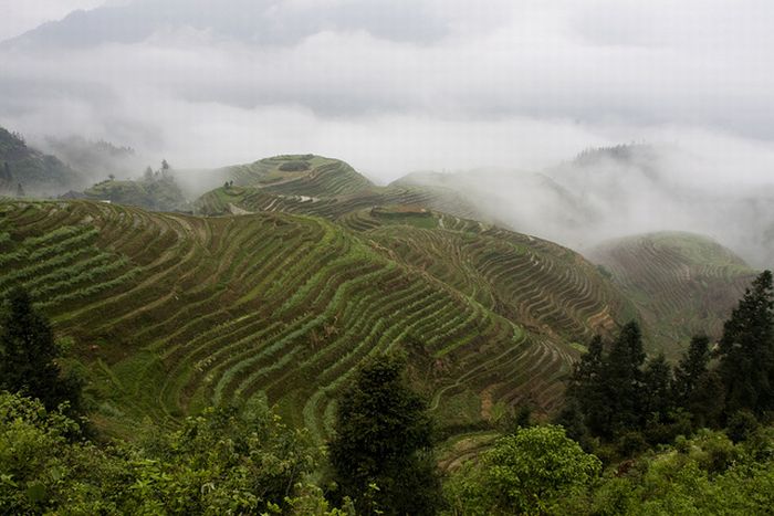 paddy fields, rice terraces