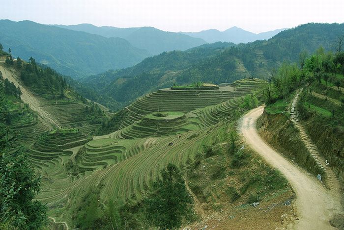 paddy fields, rice terraces