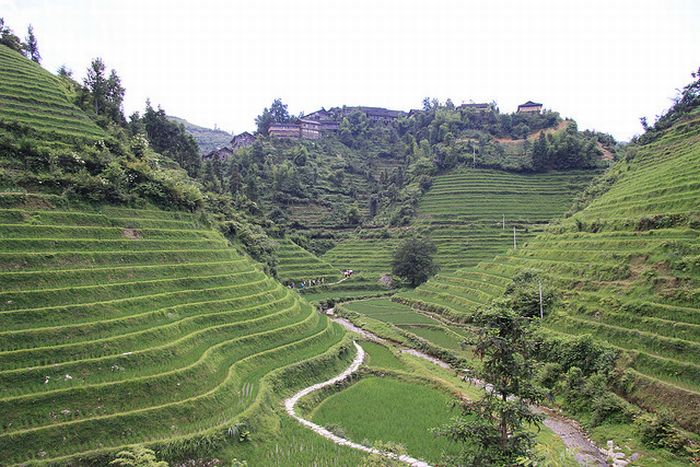 paddy fields, rice terraces