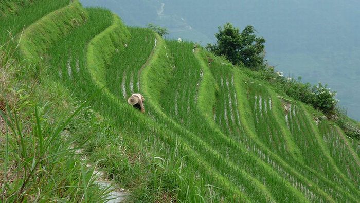 paddy fields, rice terraces