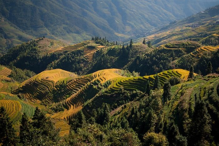 paddy fields, rice terraces