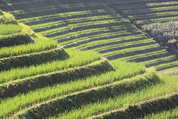 paddy fields, rice terraces