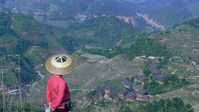 paddy fields, rice terraces