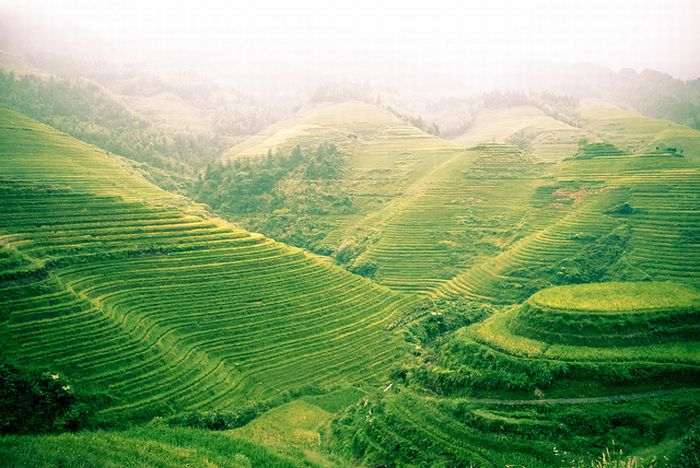 paddy fields, rice terraces