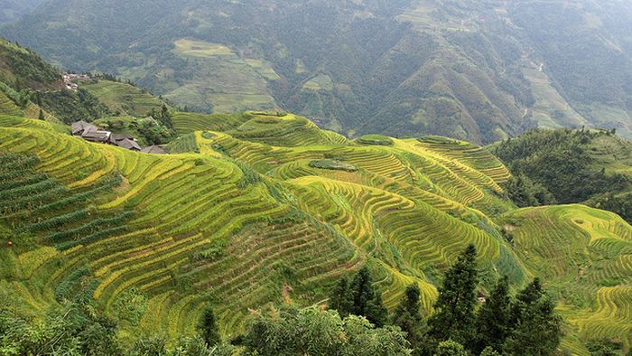 paddy fields, rice terraces