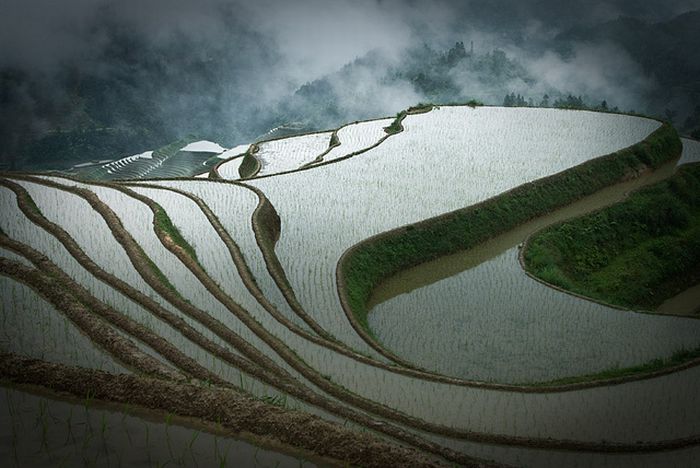 paddy fields, rice terraces