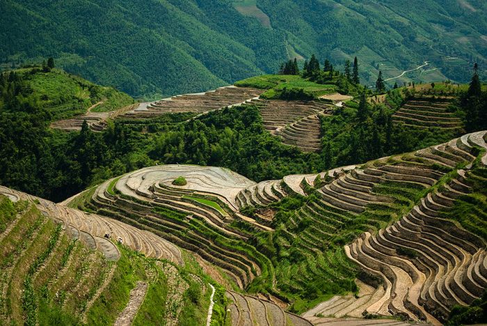 paddy fields, rice terraces