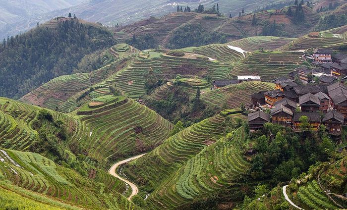 paddy fields, rice terraces