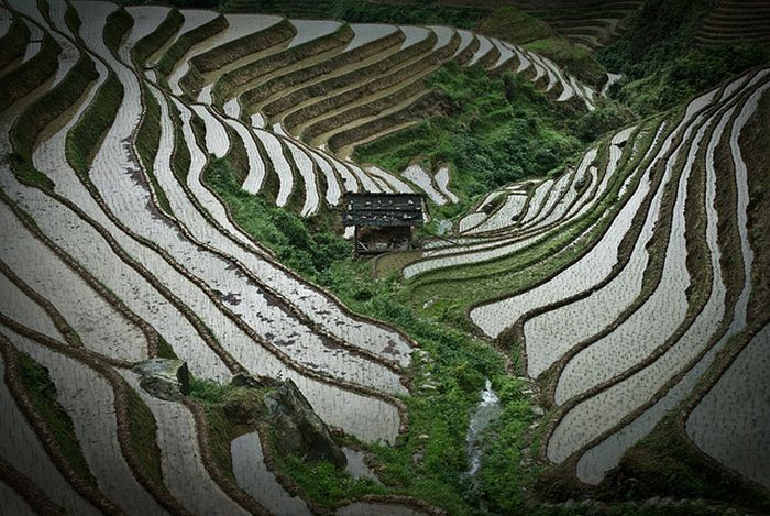 paddy fields, rice terraces