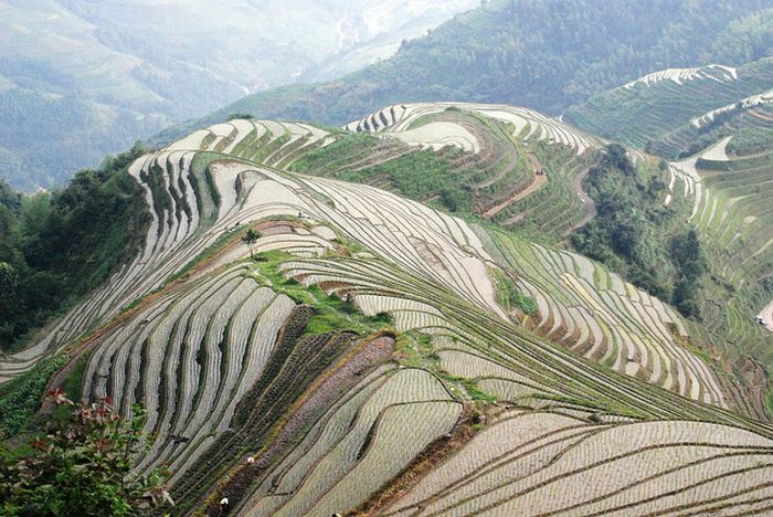 paddy fields, rice terraces