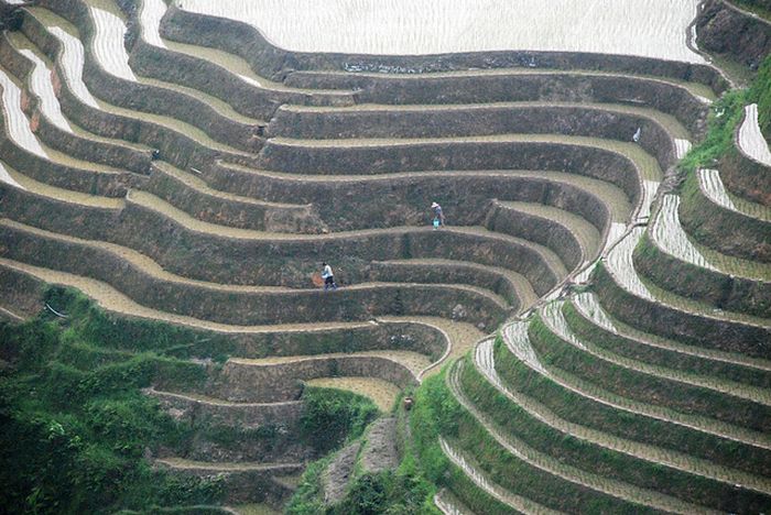 paddy fields, rice terraces